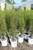 BUCKTHORN FINELINE PW 5G