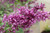 LILAC BLOOMERANG DARK PURPLE PW 15G