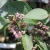 BEAUTYBERRY PROFUSION 5G