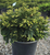 YEW EMERALD SPREADER 5G