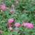 ROSE KNOCKOUT DBL PINK 3G