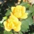 ROSE KNOCKOUT SUNNY YELLOW 3G