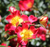 ROSE PLAYFUL HAPPY TRAILS 5G
