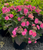 HYDRANGEA TUFF STUFF 5G