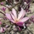MAGNOLIA ANN LILY 15G