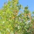 PLANETREE EXCLAMATION 15G 1.25"
