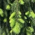 SPRUCE NORWAY WEEPING 35G 4-5'