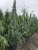 CYPRESS FALSE WEEPING 25G 6-7'