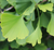 GINKGO AUTUMN GOLD 25G 1.5"