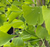 GINKGO PRINCETON SENTRY 25G 2"