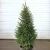 SPRUCE NORWAY 15G