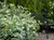 FOTHERGILLA BLUE SHADOW 2G