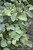 FOTHERGILLA BLUE SHADOW 2G