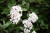 VIBURNUM KOREAN SPICE 5G