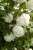 VIBURNUM SNOWBALL 2G