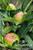 APPLE COLUMNAR TASTY RED 7G