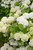 VIBURNUM SNOWBALL POPCORN 2G