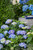 HYDRANGEA SEASIDE SERENADE CAPE COD 2G
