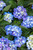 HYDRANGEA SEASIDE SERENADE CAPE COD 2G