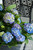 HYDRANGEA SEASIDE SERENADE CAPE COD 2G