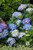 HYDRANGEA SEASIDE SERENADE CAPE COD 2G