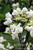 HYDRANGEA SEASIDE SERENADE GLACIER BAY 2G