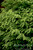 HEMLOCK CANADIAN 5G