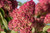 HYDRANGEA TREE BERRY WHITE 7G