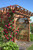 ROSE CLIMBING RAMBLIN RED 2G