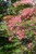 AZALEA ROSEY LIGHTS 2G