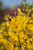 FORSYTHIA SPRING FLING 2G