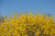 FORSYTHIA SPRING FLING 2G