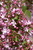 CRABAPPLE PINK SPIRES 7G
