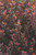 NINEBARK SPICY DEVIL 2GS