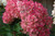 HYDRANGEA TREE VANILLA STRAWBERRY 7G