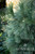 PINE SWISS STONE SILVER WHISPERS 5G
