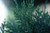 ARBORVITAE GLOBE TECHNITO 5G