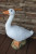 STATUE GOOSE 25"