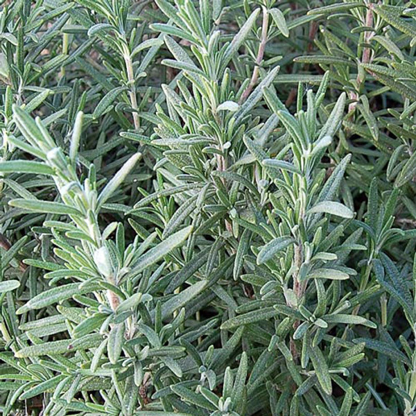 SEED HERB, ROSEMARY