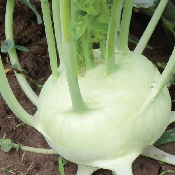 SEED KOHLRABI, DELICATESSA WHITE