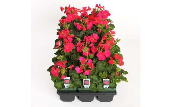 SEED GERANIUM ANNUAL 3.5"