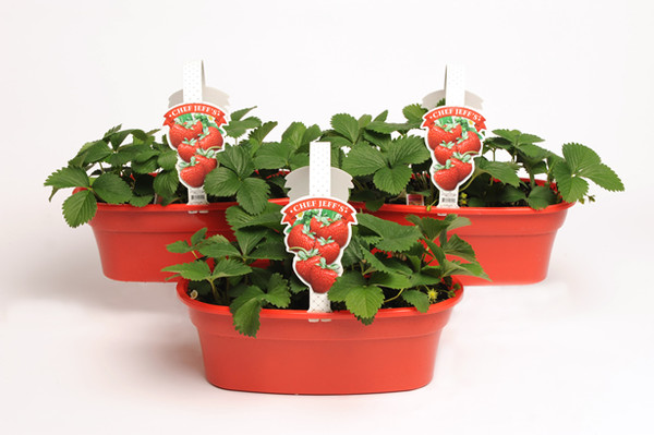 STRAWBERRY MARKET BASKET PLANTER