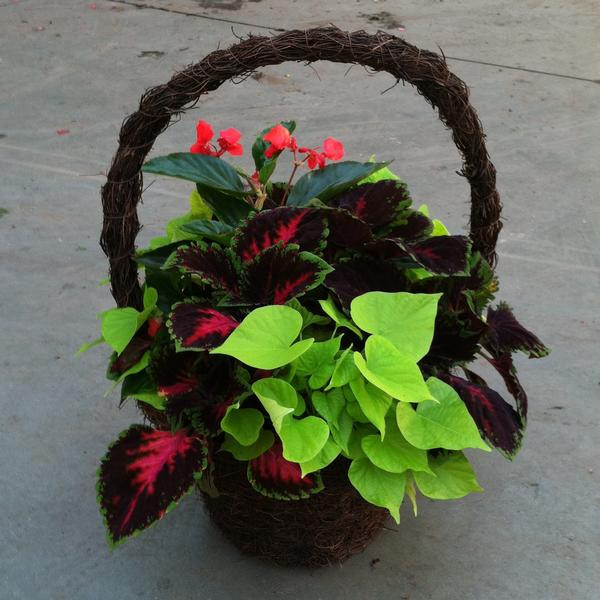 PP 13" GIFT BASKET PATIO PLANTER