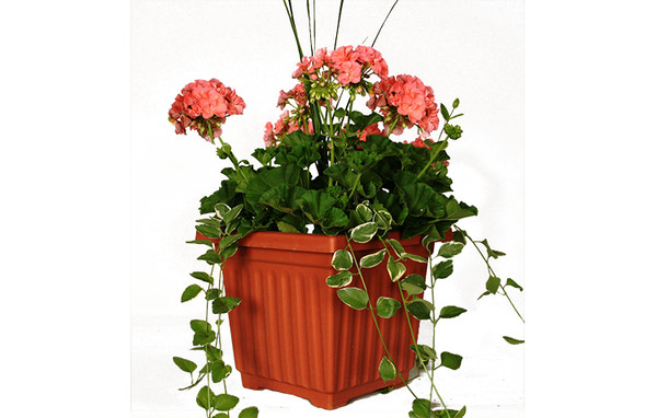 PP 12" GERANIUM COMBO POT