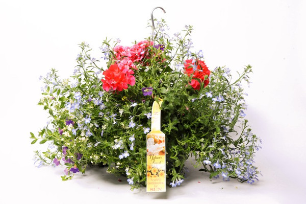 12" HANGING BASKET ANNUAL COMBO