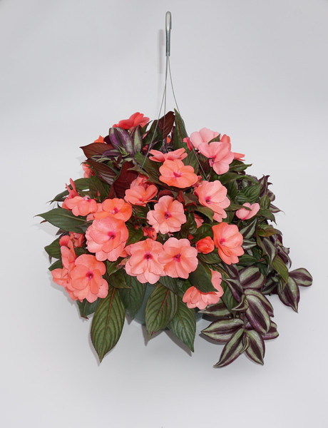 11" HANGING BASKET PREMIUM ANNUAL COMBO