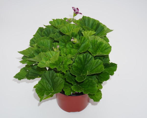 5.5" GERANIUM (REGAL OR MARTHA WASHINGTON)