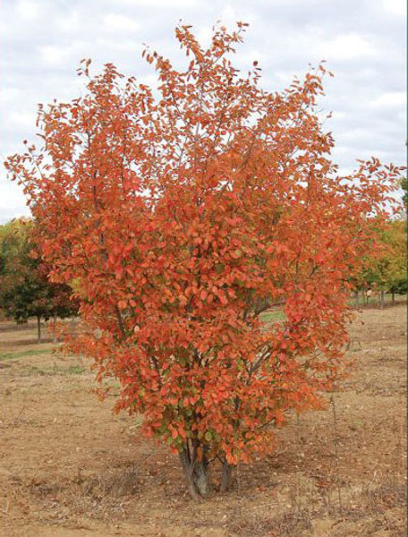 SERVICEBERRY AUTUMN BRILLANCE CLUMP 10G