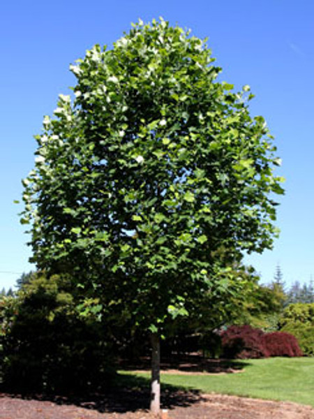 TULIP TREE EMERALD CITY 25G