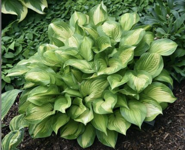 HOSTA LAKESIDE BANANA BAY 1G